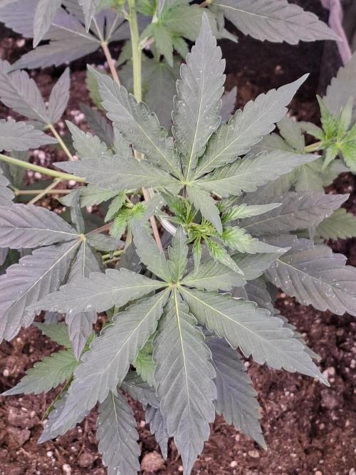 Pure MICHIGAN  BX. Week 5 - 14/08