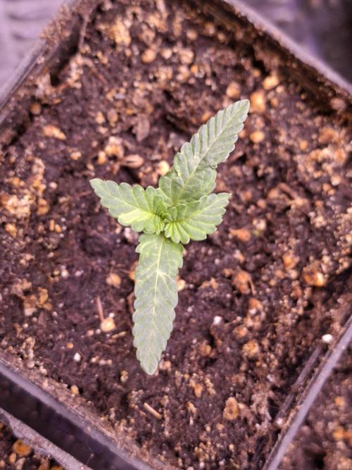 GMO x Sherb Crasher. Week 2