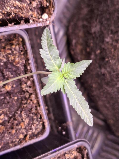 GMO x Sherb Crasher. Week 2