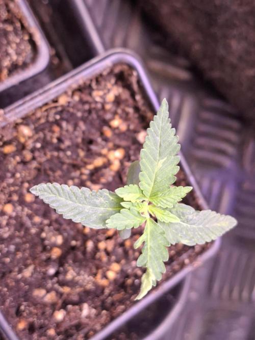 GMO x Sherb Crasher. Week 2