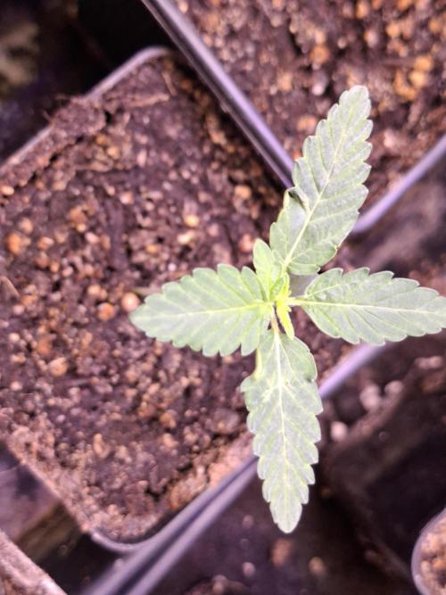 GMO x Sherb Crasher. Week 2