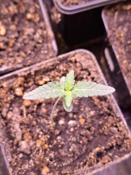 GMO x Sherb Crasher. Week 2