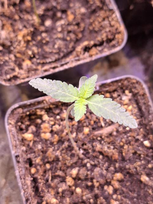 GMO x Sherb Crasher. Week 2