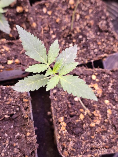 GMO x Sherb Crasher. Week 2