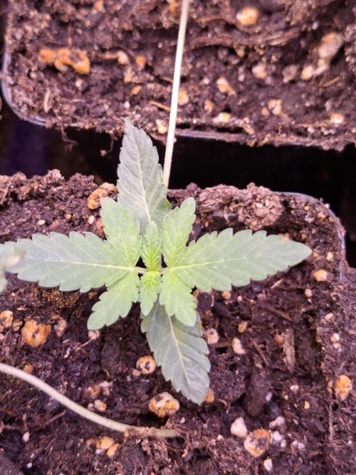 Cosmic Pop Rocks. Week 2