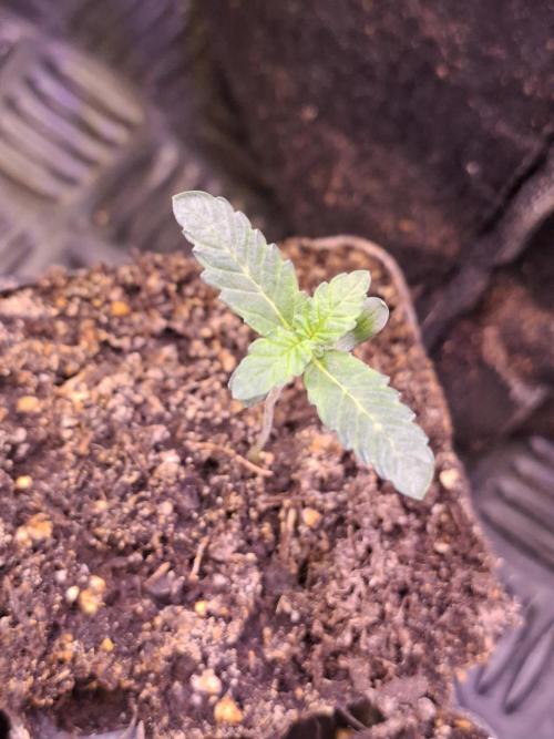 Cosmic Pop Rocks. Week 2