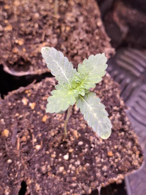 Cosmic Pop Rocks. Week 2