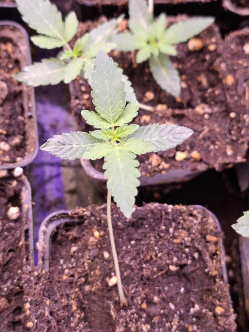 Cosmic Pop Rocks. Week 2