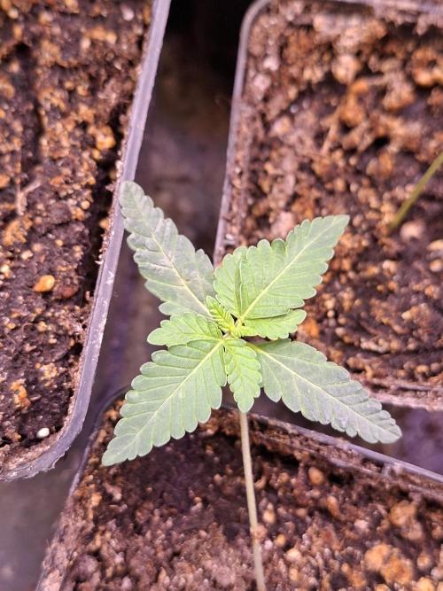 GMO x Sherb Crasher. Week 2 - 17/08