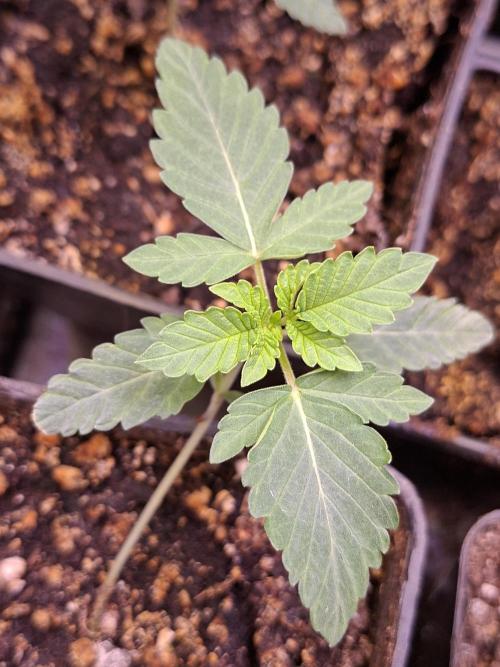 GMO x Sherb Crasher. Week 2 - 17/08