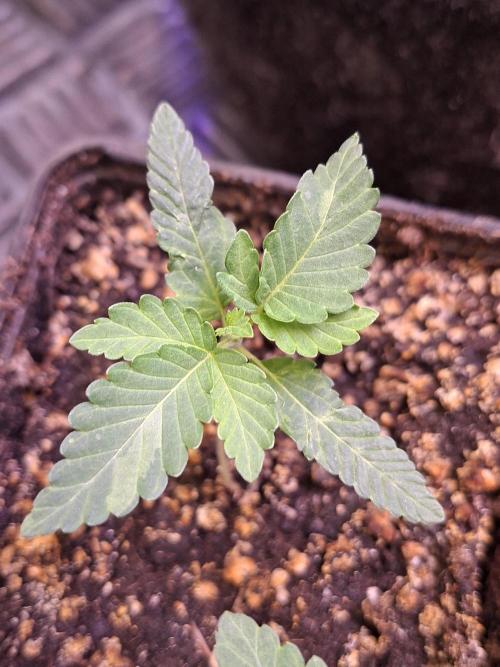 GMO x Sherb Crasher. Week 2 - 17/08