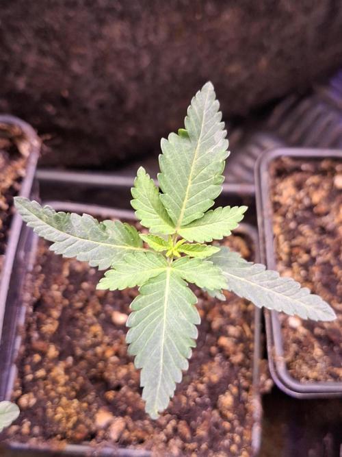 GMO x Sherb Crasher. Week 2 - 17/08