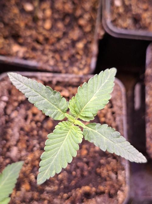 GMO x Sherb Crasher. Week 2 - 17/08