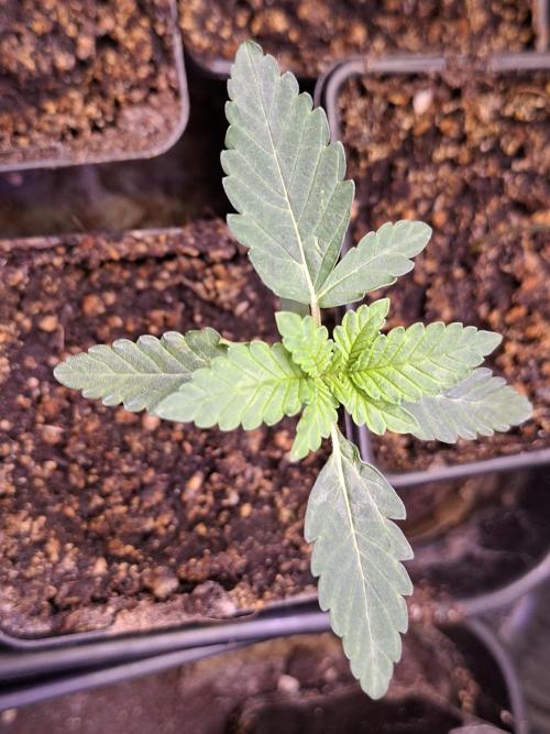 GMO x Sherb Crasher. Week 2 - 17/08