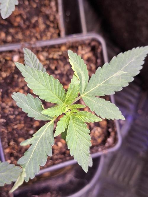 GMO x Sherb Crasher. Week 2 - 17/08