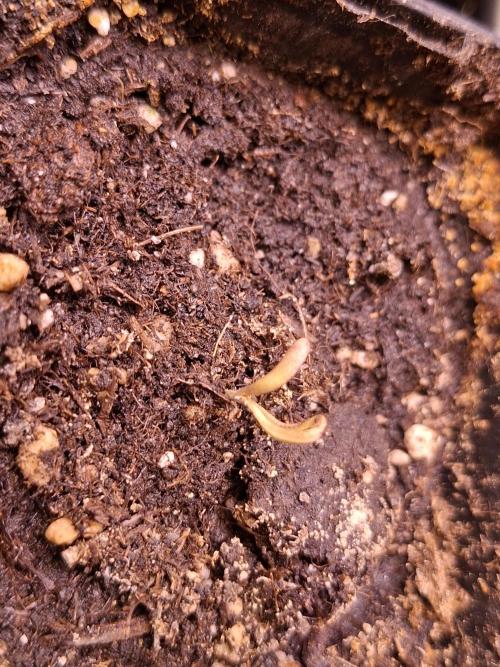 GMO x Sherb Crasher. Week 2 - 17/08