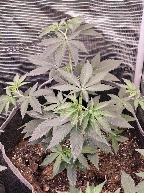 Pure MICHIGAN  BX. Week 5 - 17/08