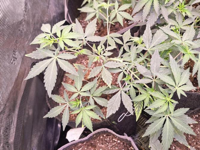 Puremich BX Regular. Week 5