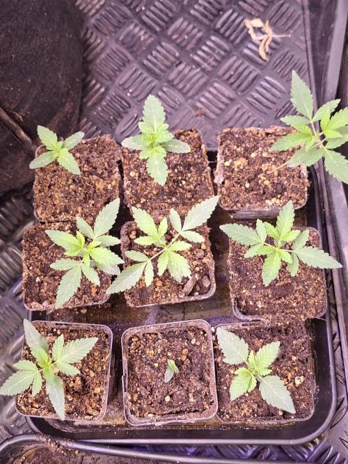 Cosmic Pop Rocks. Week 2