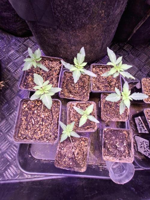 GMO x Sherb Crasher. Week 2