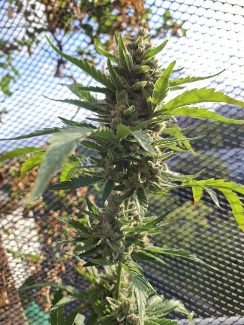 Mendo Frost Fast Bud Outdoor. Week 7