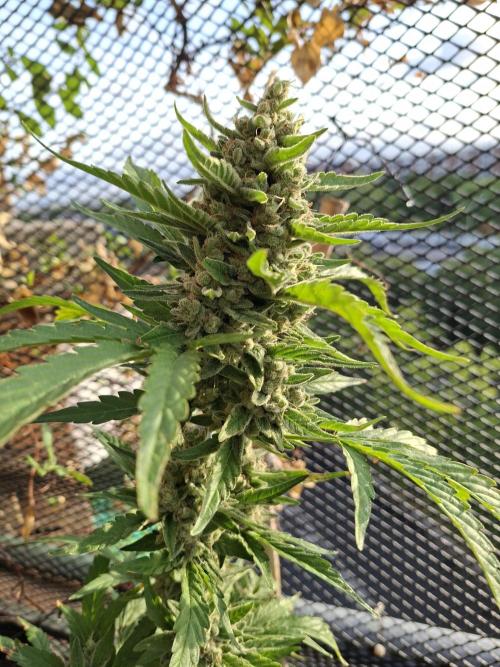 Mendo Frost Fast Bud Outdoor. Week 7