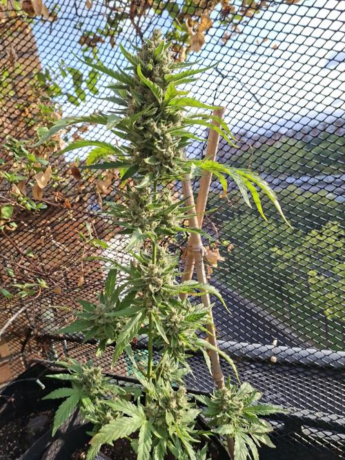 Mendo Frost Fast Bud Outdoor. Week 7