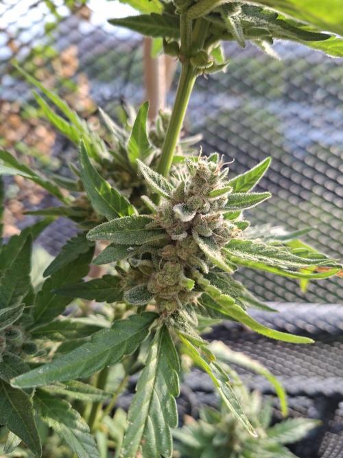 Mendo Frost Fast Bud Outdoor. Week 7