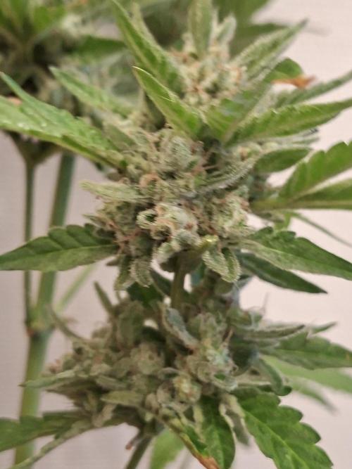 Mendo Frost Fast Bud Outdoor. Week 8