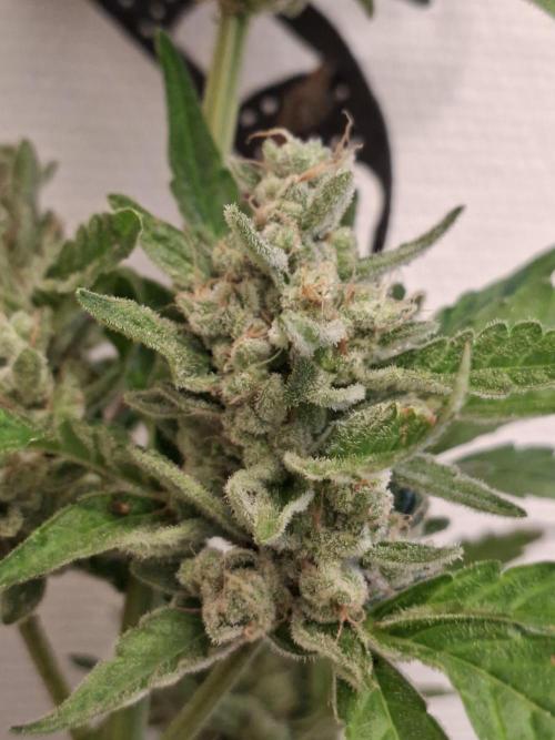 Mendo Frost Fast Bud Outdoor. Week 8