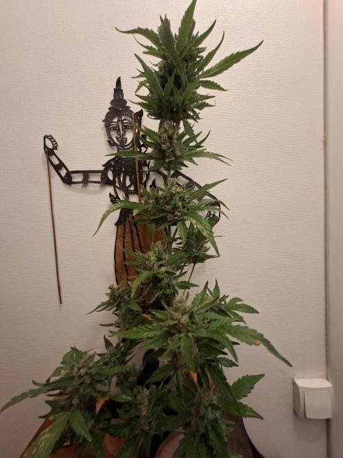 Mendo Frost Fast Bud Outdoor. Week 8