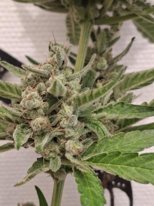 Mendo Frost Fast Bud Outdoor. Week 8