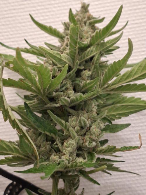 Mendo Frost Fast Bud Outdoor. Week 8
