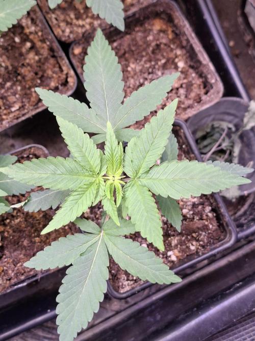 GMO x Sherb Crasher. Week 3 - 23/08