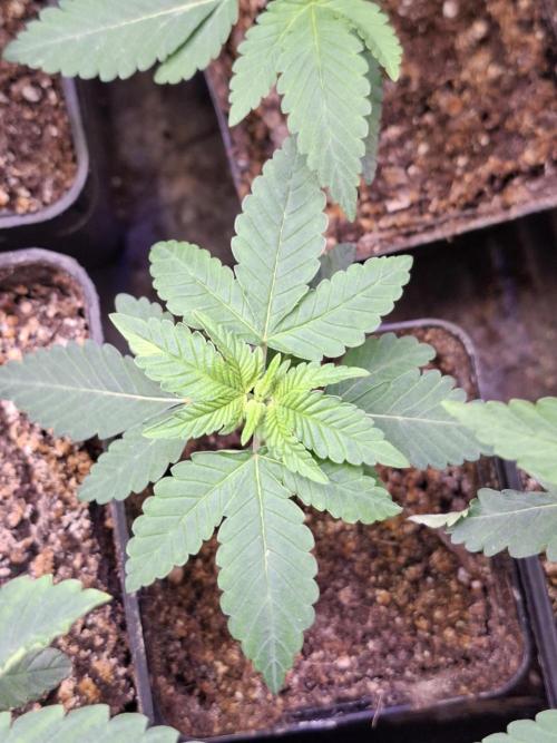 GMO x Sherb Crasher. Week 3 - 23/08
