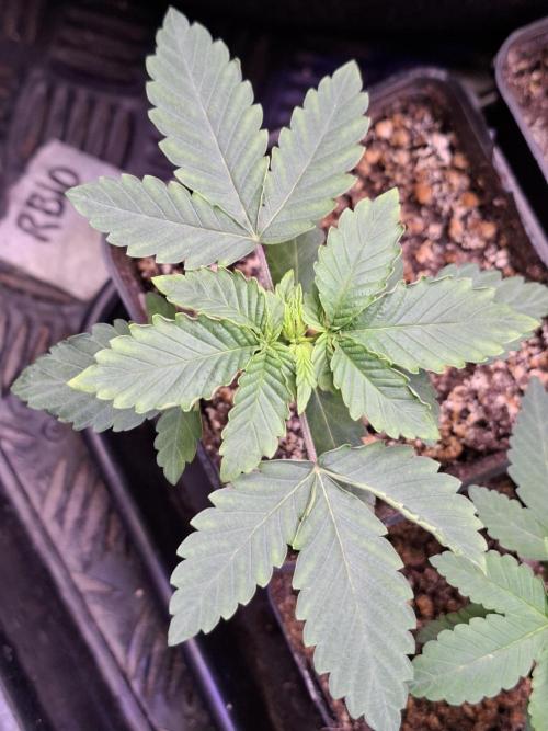 GMO x Sherb Crasher. Week 3 - 23/08