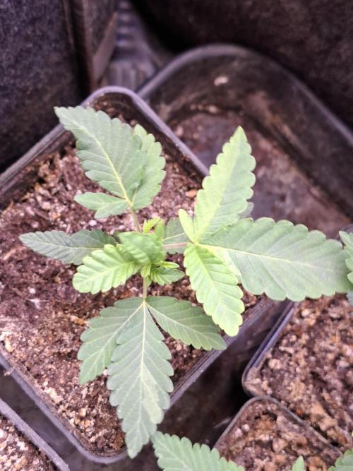 GMO x Sherb Crasher. Week 3 - 23/08