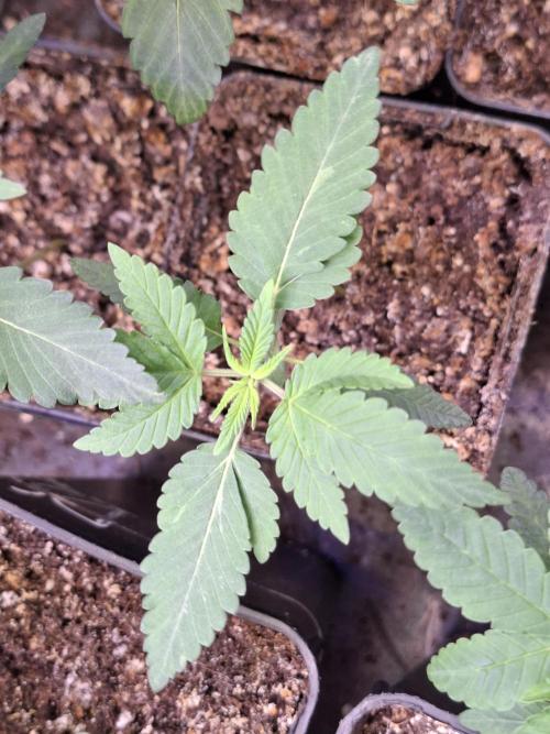 GMO x Sherb Crasher. Week 3 - 23/08