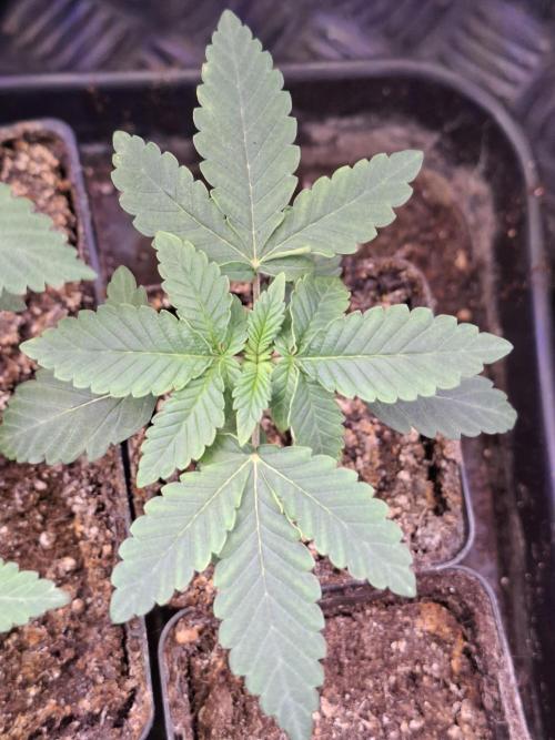 GMO x Sherb Crasher. Week 3 - 23/08