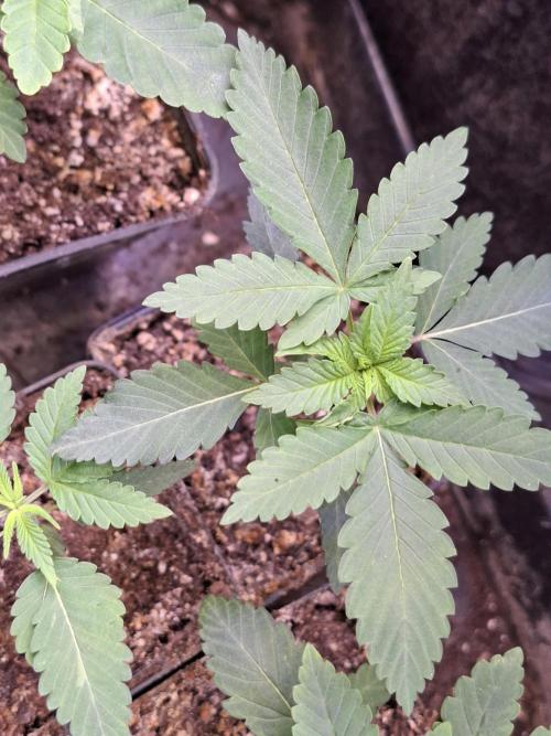 GMO x Sherb Crasher. Week 3 - 23/08