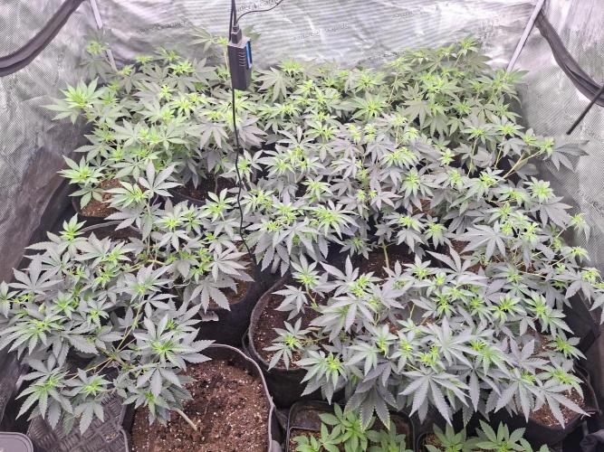 Grow Tent 5x5x6.5. Week 3