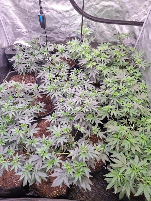 GMO x Sherb Crasher Regular. Week 3