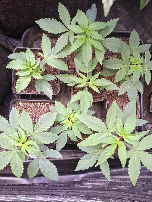 GMO x Sherb Crasher. Week 3 - 26/08