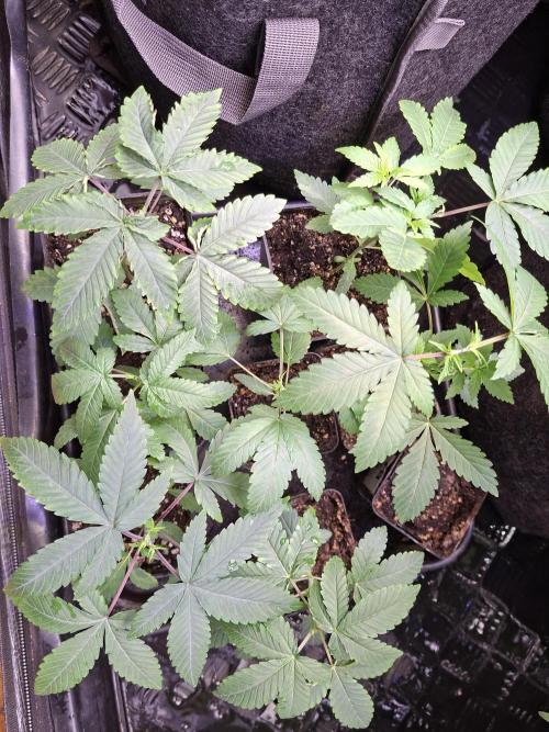 GMO x Sherb Crasher. Week 4