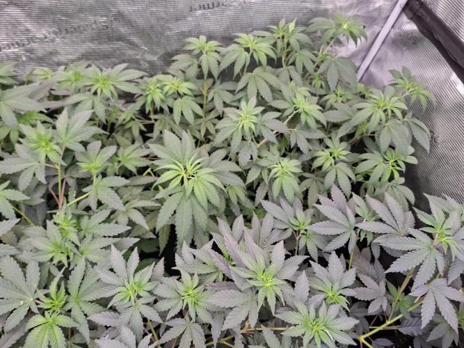 Pure MICHIGAN  BX. Week 6