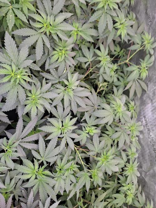 Pure MICHIGAN  BX. Week 6