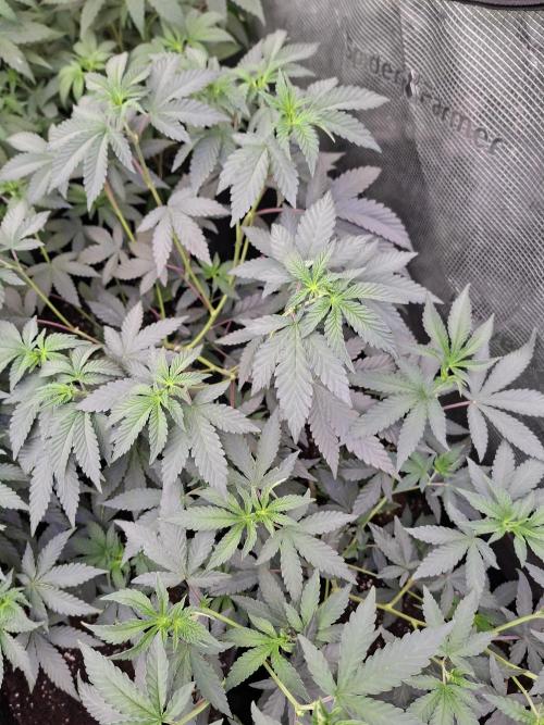 Pure MICHIGAN  BX. Week 6