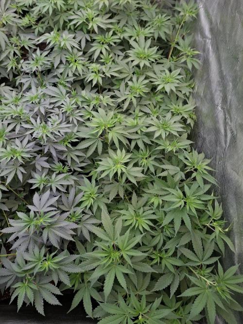 Pure MICHIGAN  BX. Week 6 - 04/09/2026
