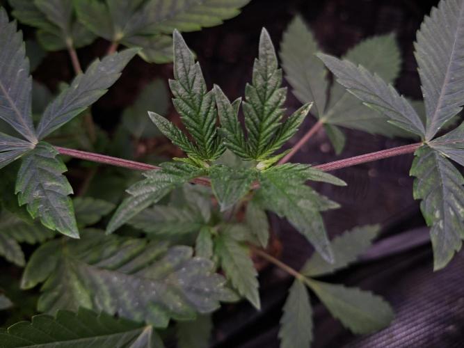 Cosmic Pop Rocks. Week 4