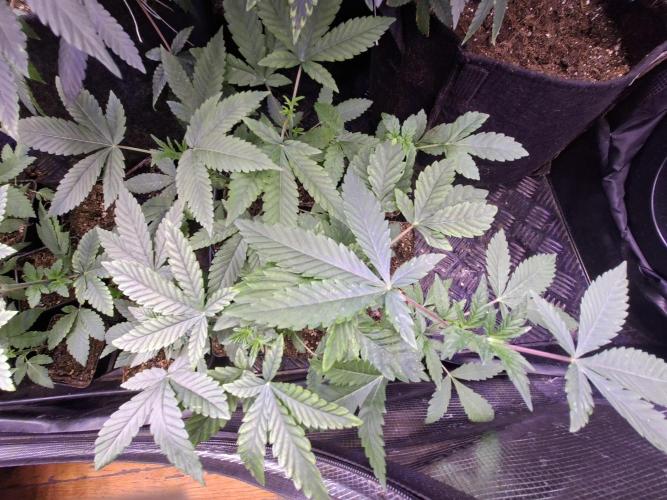 Cosmic Pop Rocks. Week 4